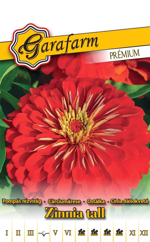 Garafarm Premium virág Pompás rézvirág Dáliavirágú piros 1g