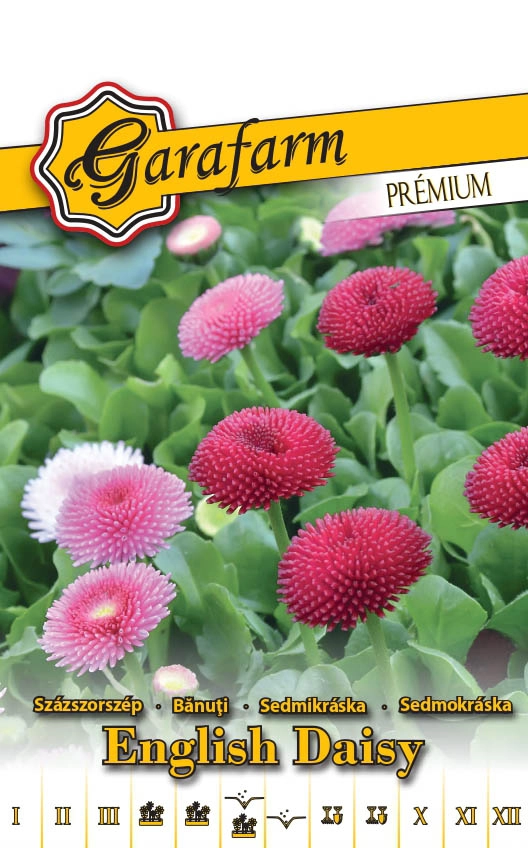 Garafarm Premium virág Százszorszép Teltvirágú színkeverék 0,1g