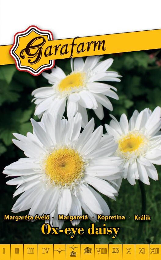 Garafarm virág Évelő fehér margaréta Maikönig 0,5g